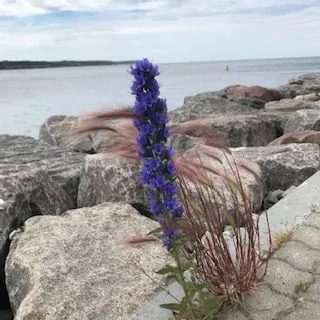 Blåeld